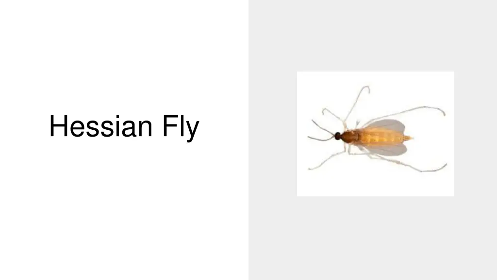 hessian fly
