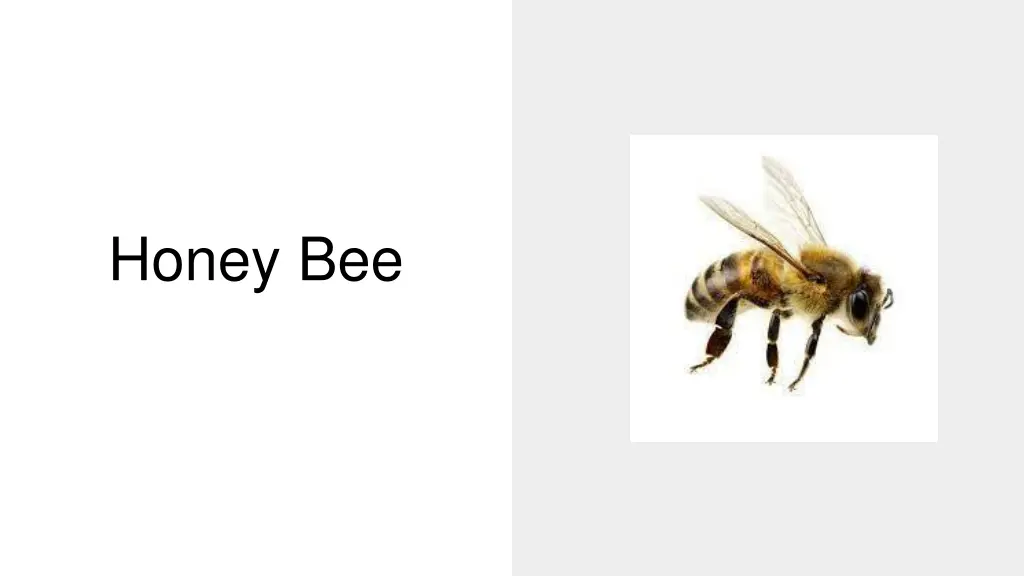 honey bee