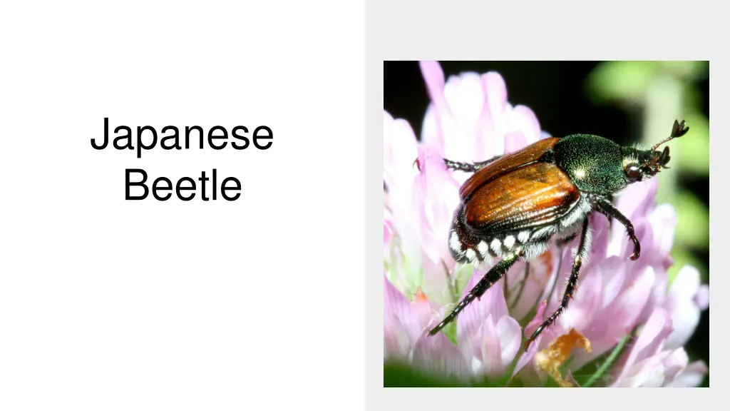 japanese beetle