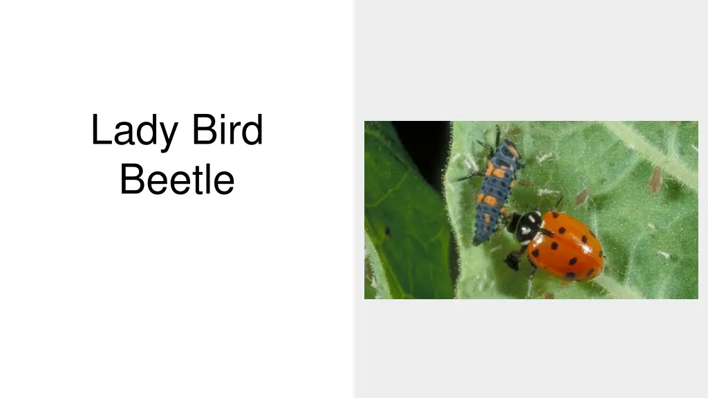 lady bird beetle