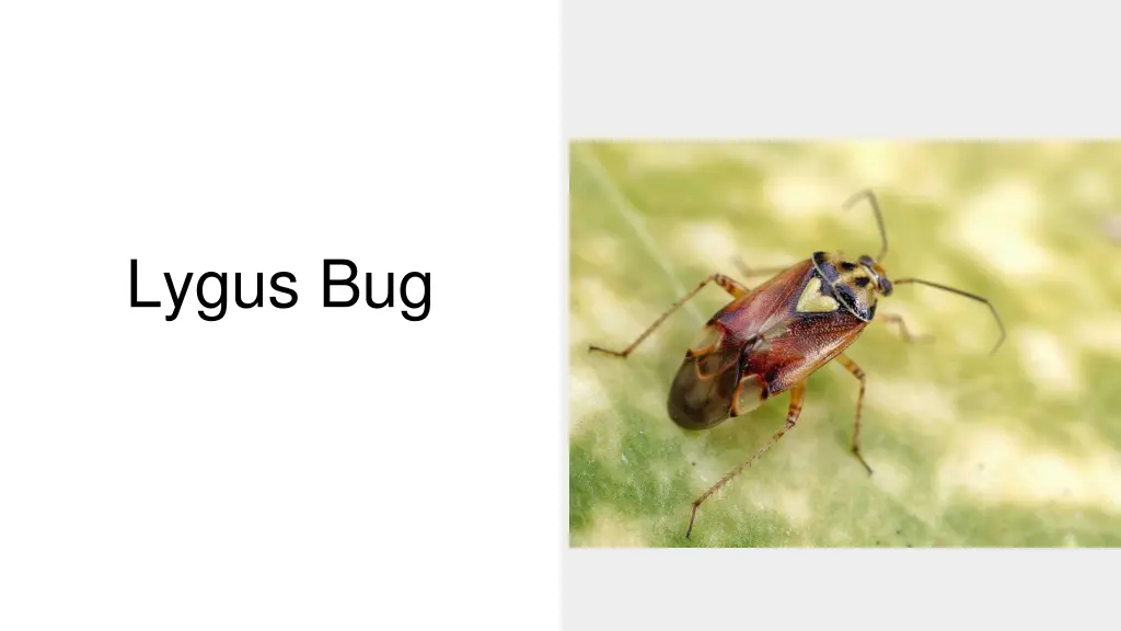 lygus bug