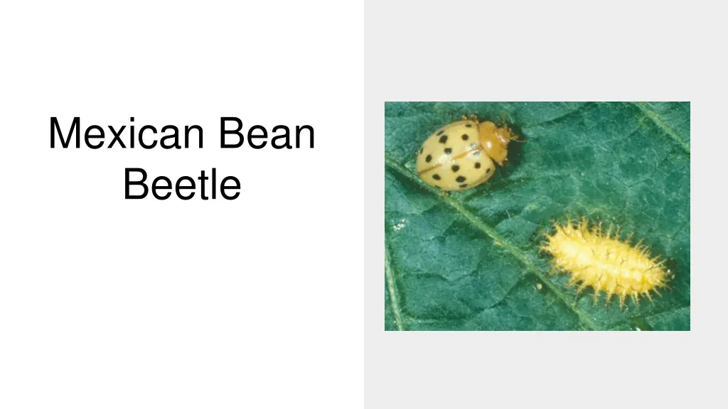 mexican bean beetle