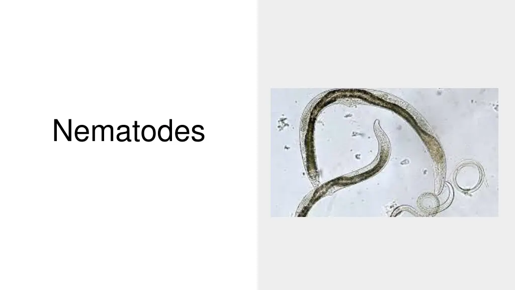 nematodes