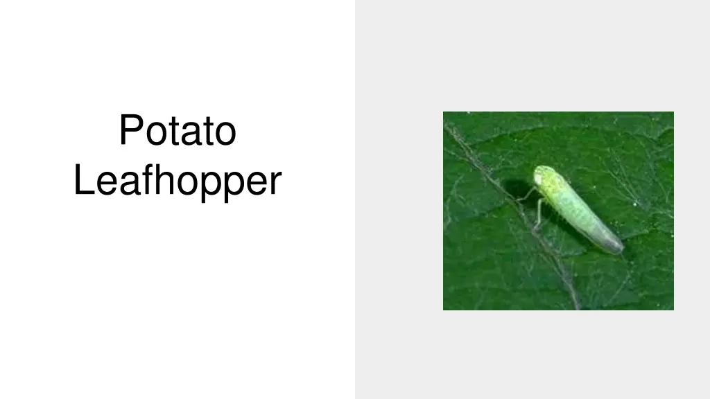 potato leafhopper