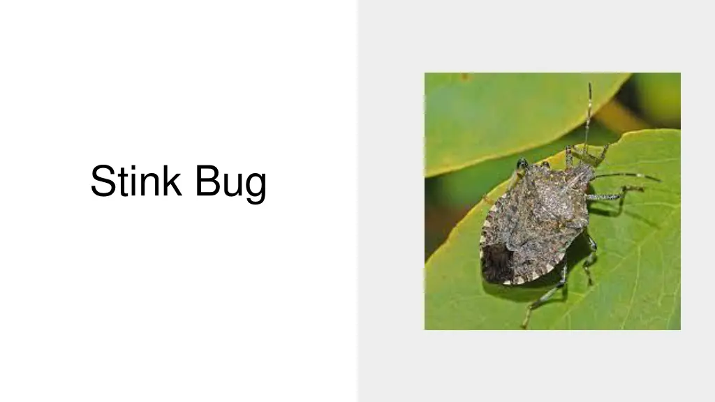 stink bug