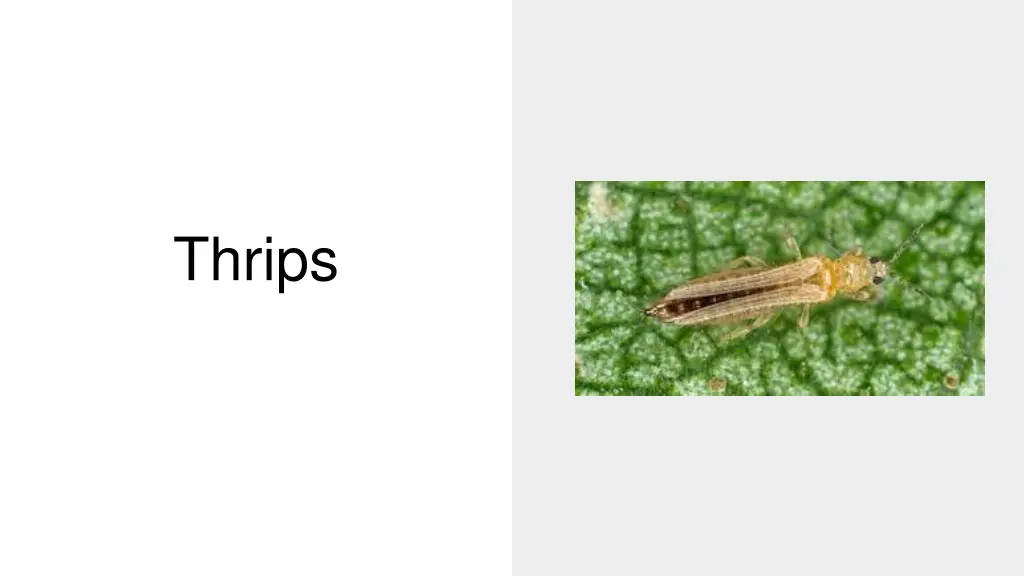 thrips