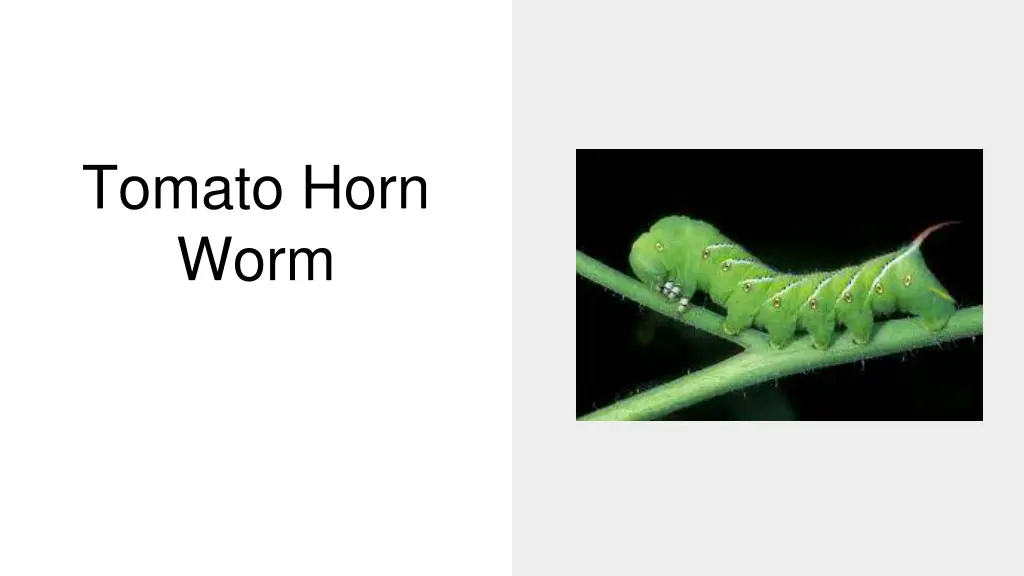 tomato horn worm
