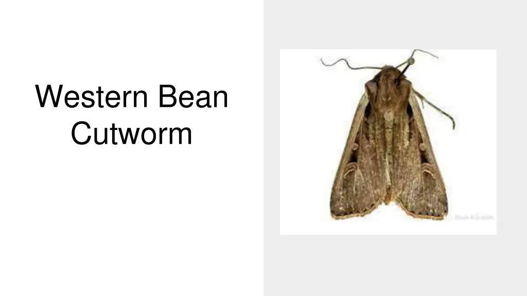 western bean cutworm