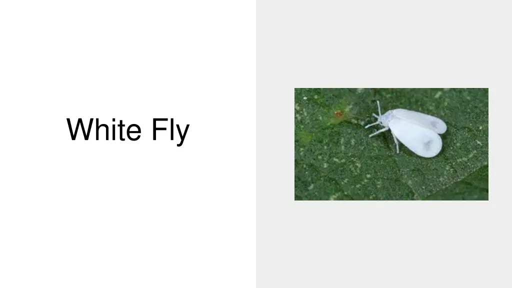 white fly
