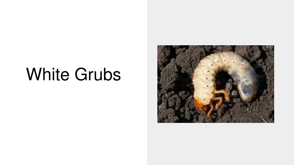 white grubs