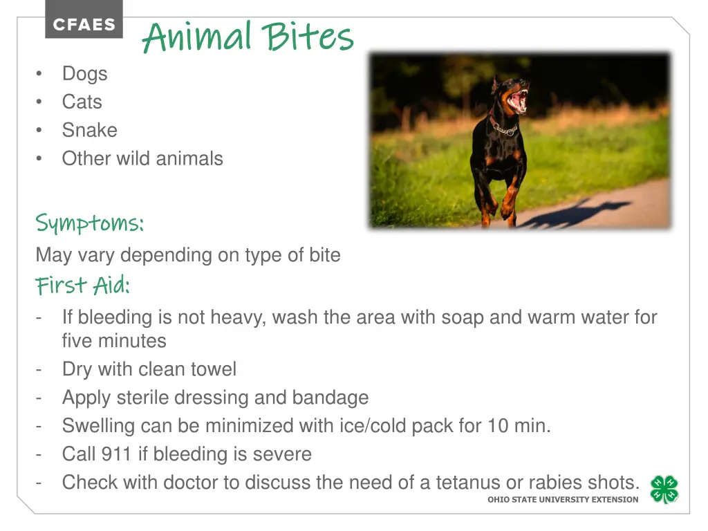 animal bites animal bites