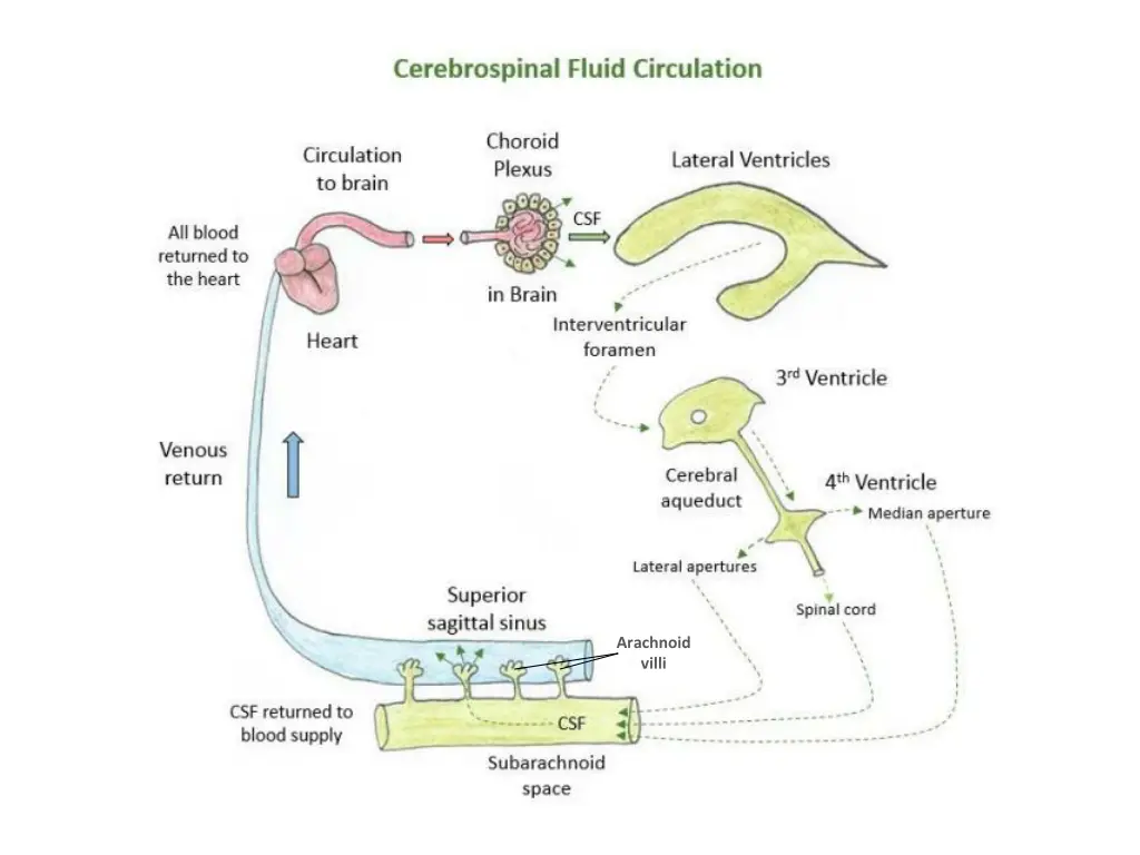 arachnoid villi