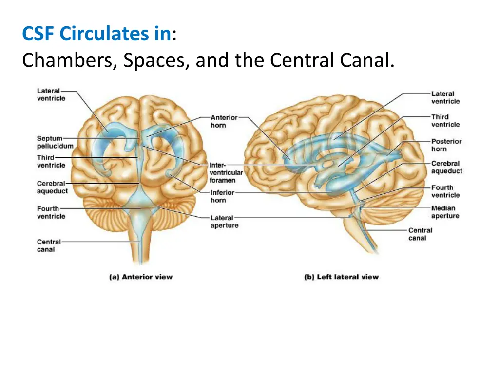 csf circulates in chambers spaces and the central