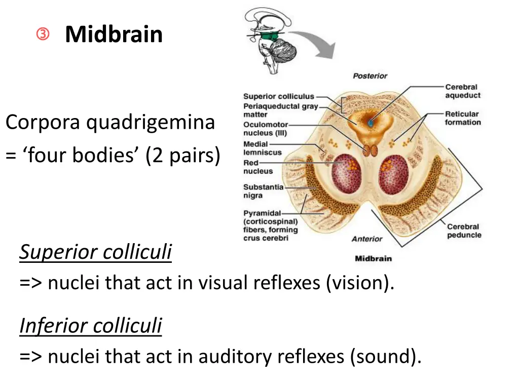 midbrain