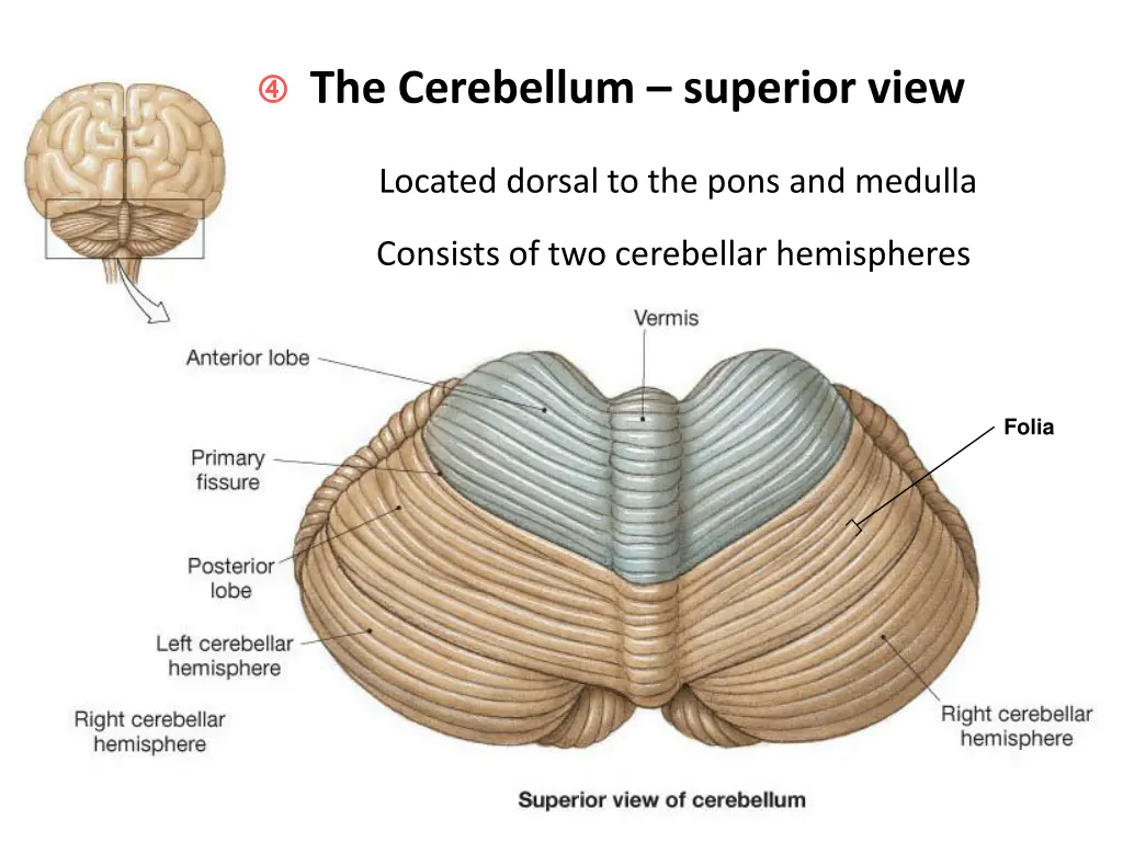 the cerebellum superior view