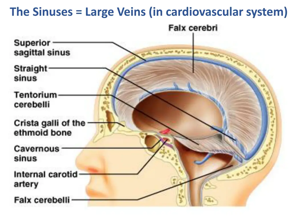 the sinuses large veins in cardiovascular system