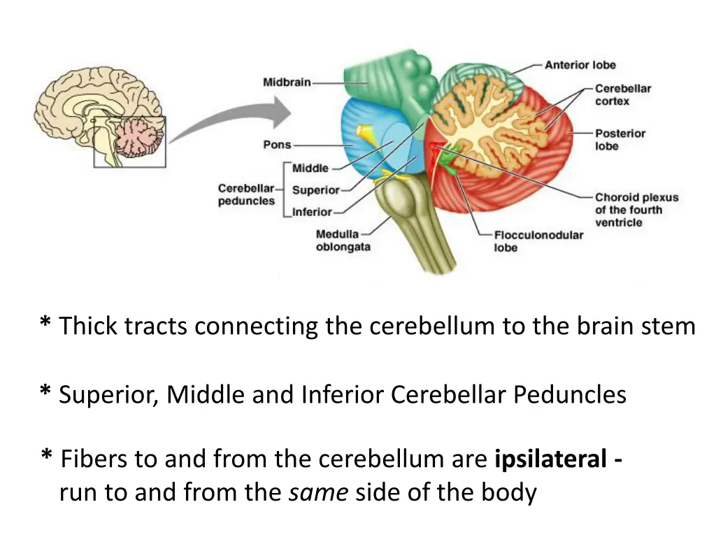 thick tracts connecting the cerebellum