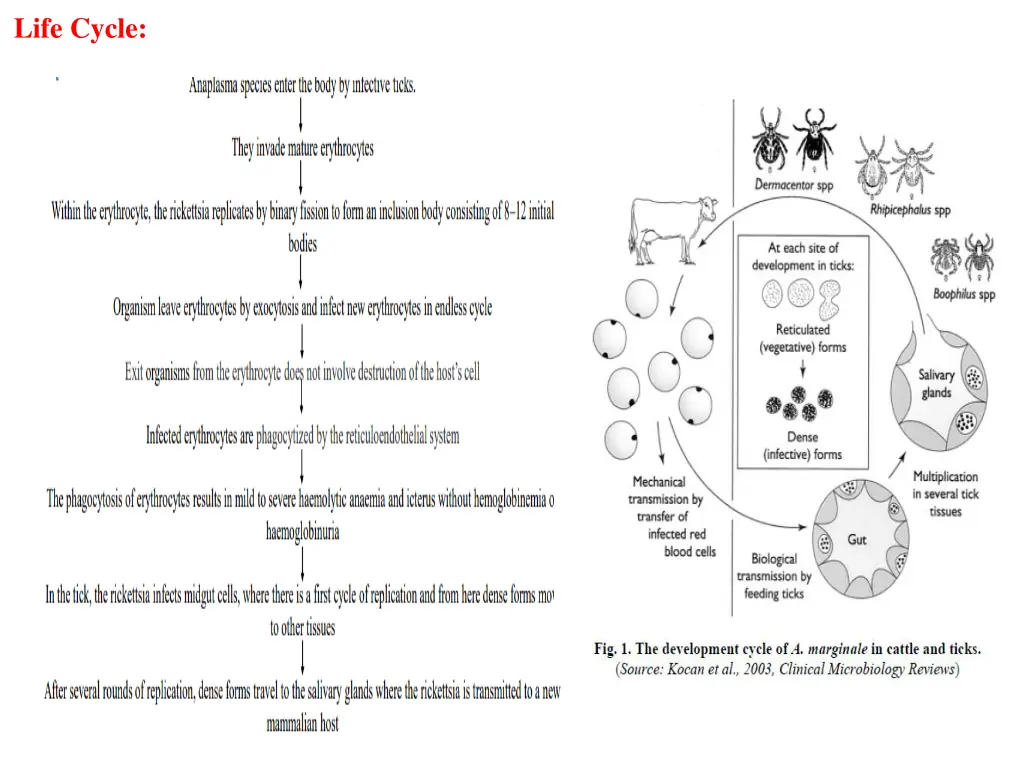 life cycle