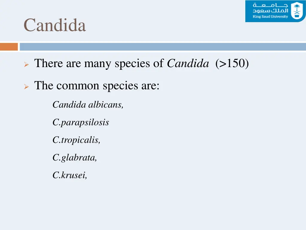 candida 1