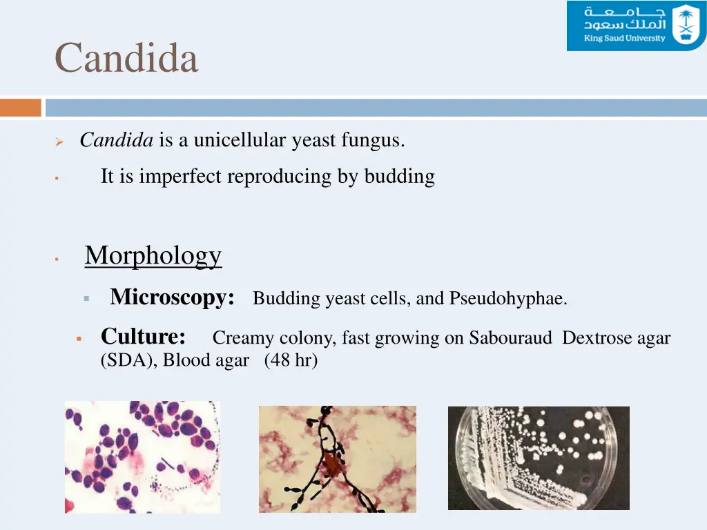 candida