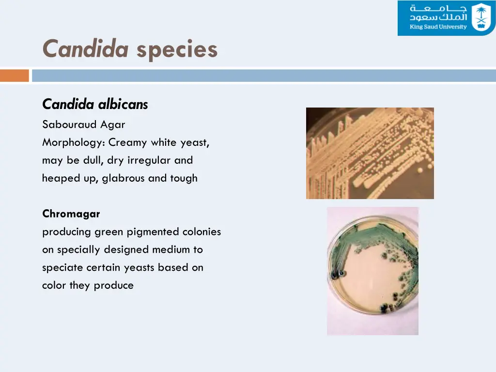 candida species