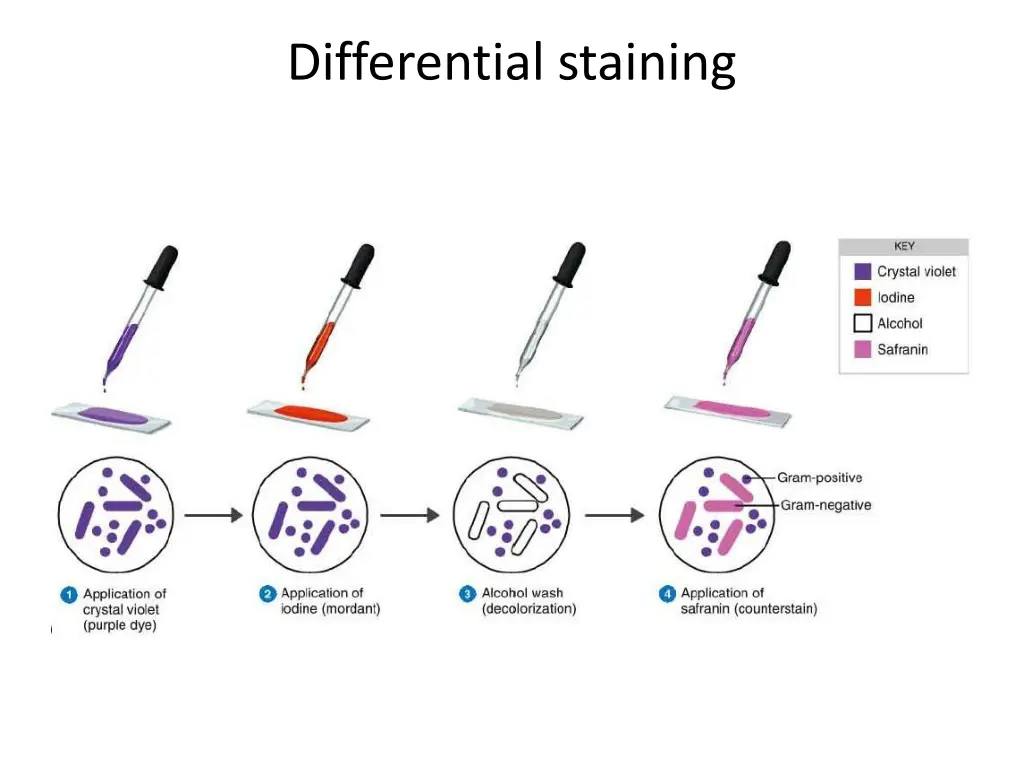 differential staining