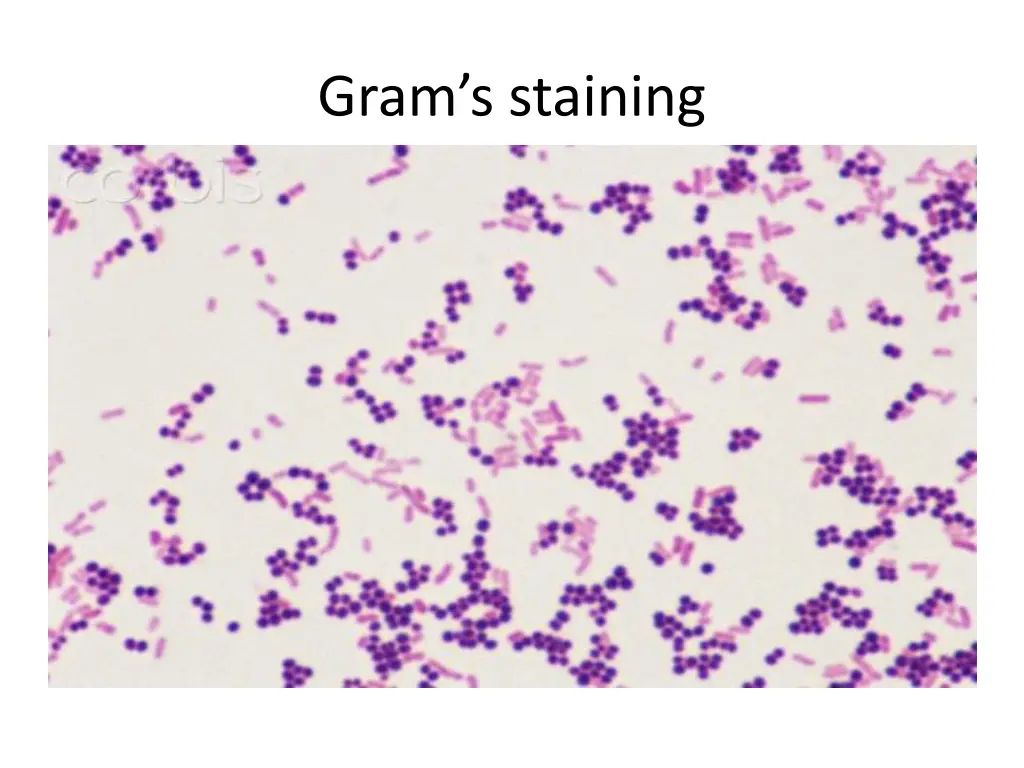 gram s staining