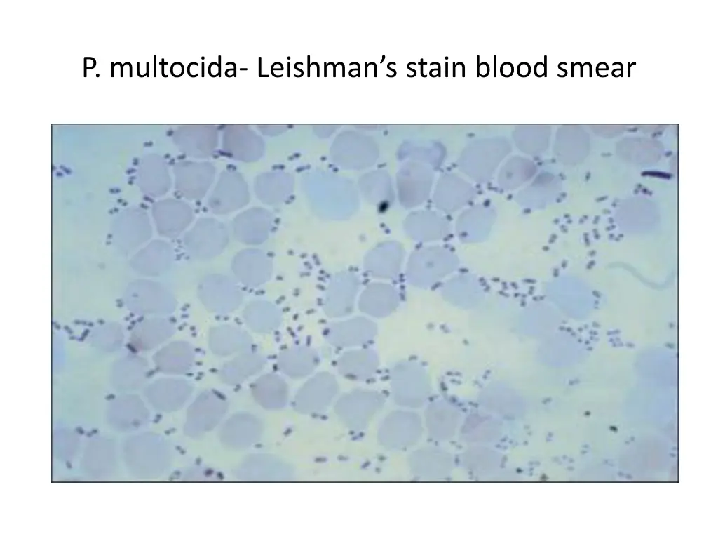 p multocida leishman s stain blood smear