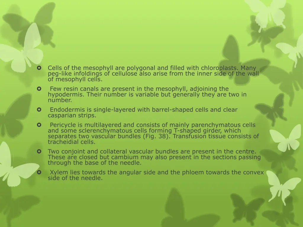 cells of the mesophyll are polygonal and filled