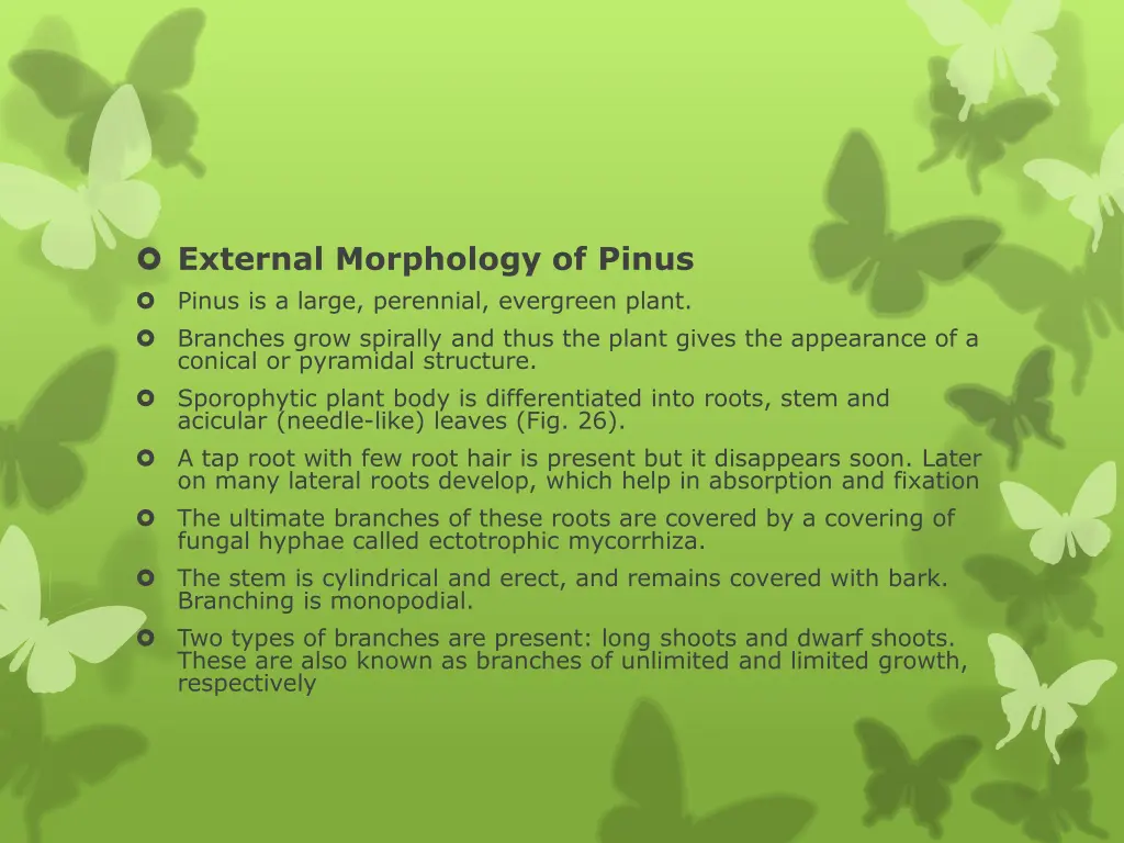 external morphology of pinus pinus is a large