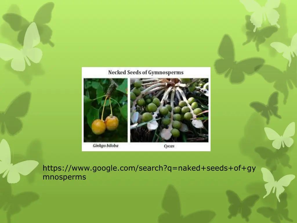 https www google com search q naked seeds