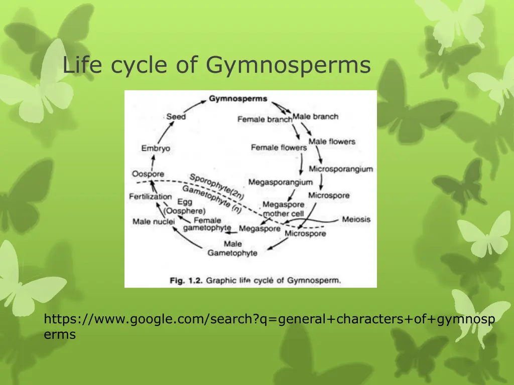 life cycle of gymnosperms