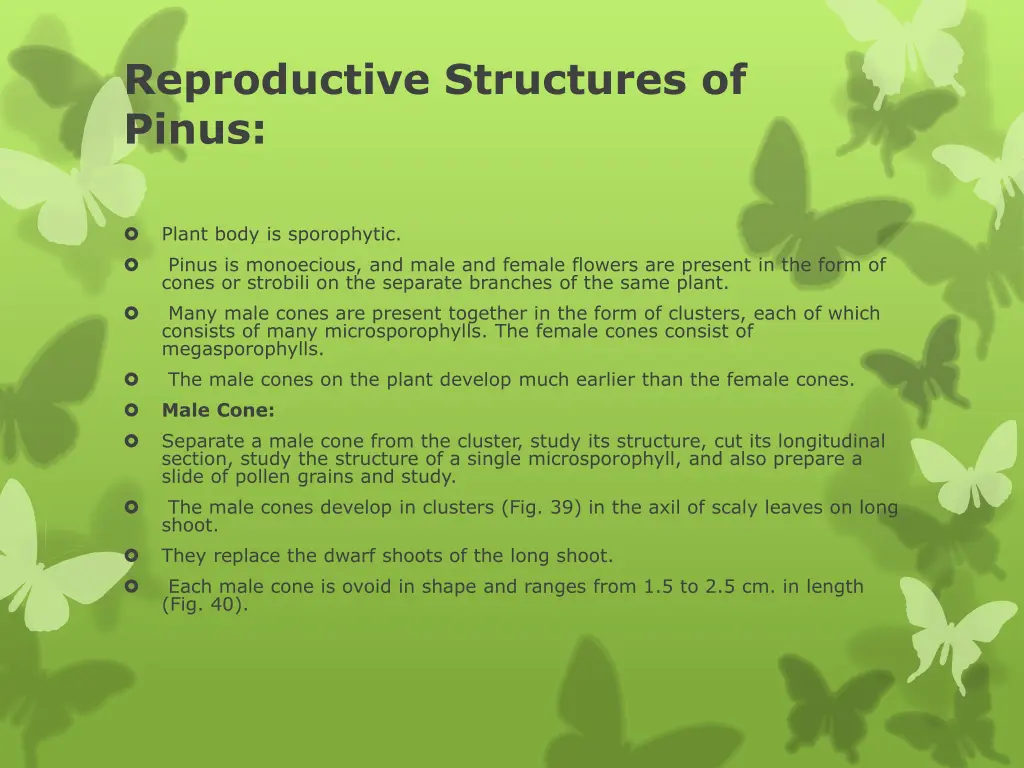 reproductive structures of pinus