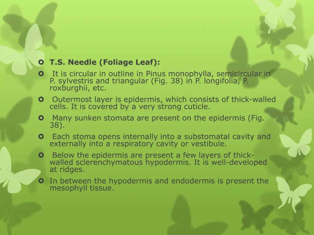 t s needle foliage leaf it is circular in outline