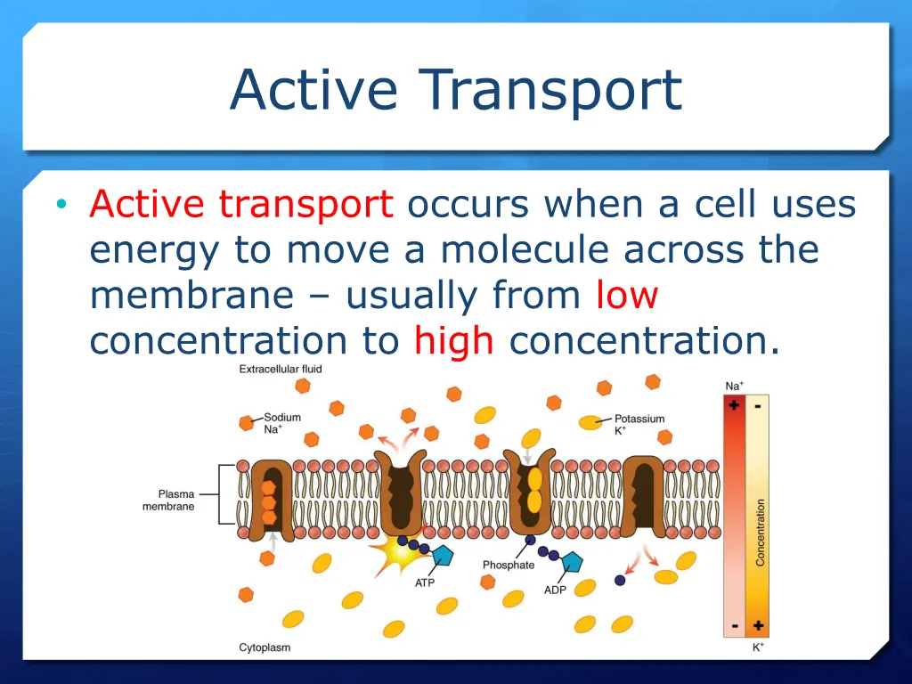 active transport