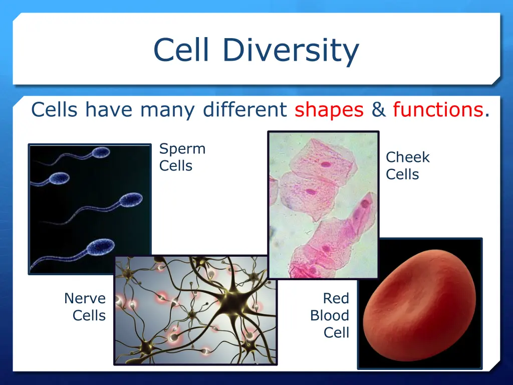 cell diversity