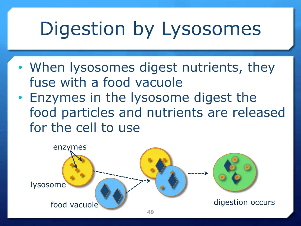 digestion by lysosomes