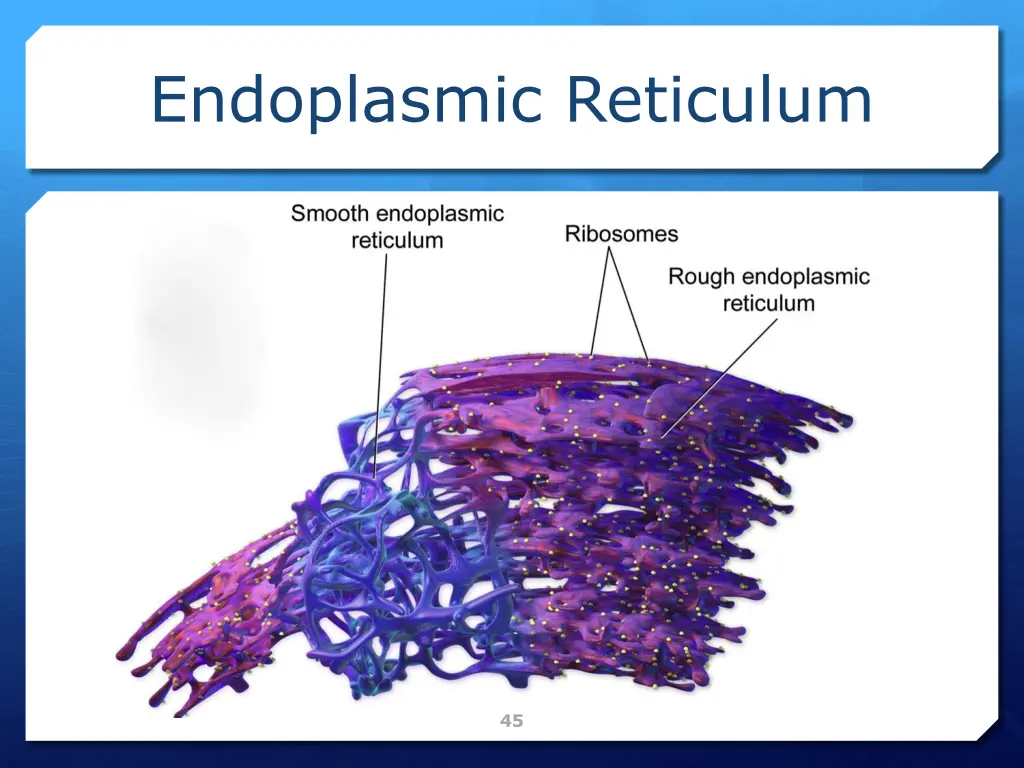 endoplasmic reticulum 1