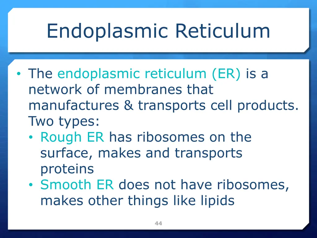 endoplasmic reticulum