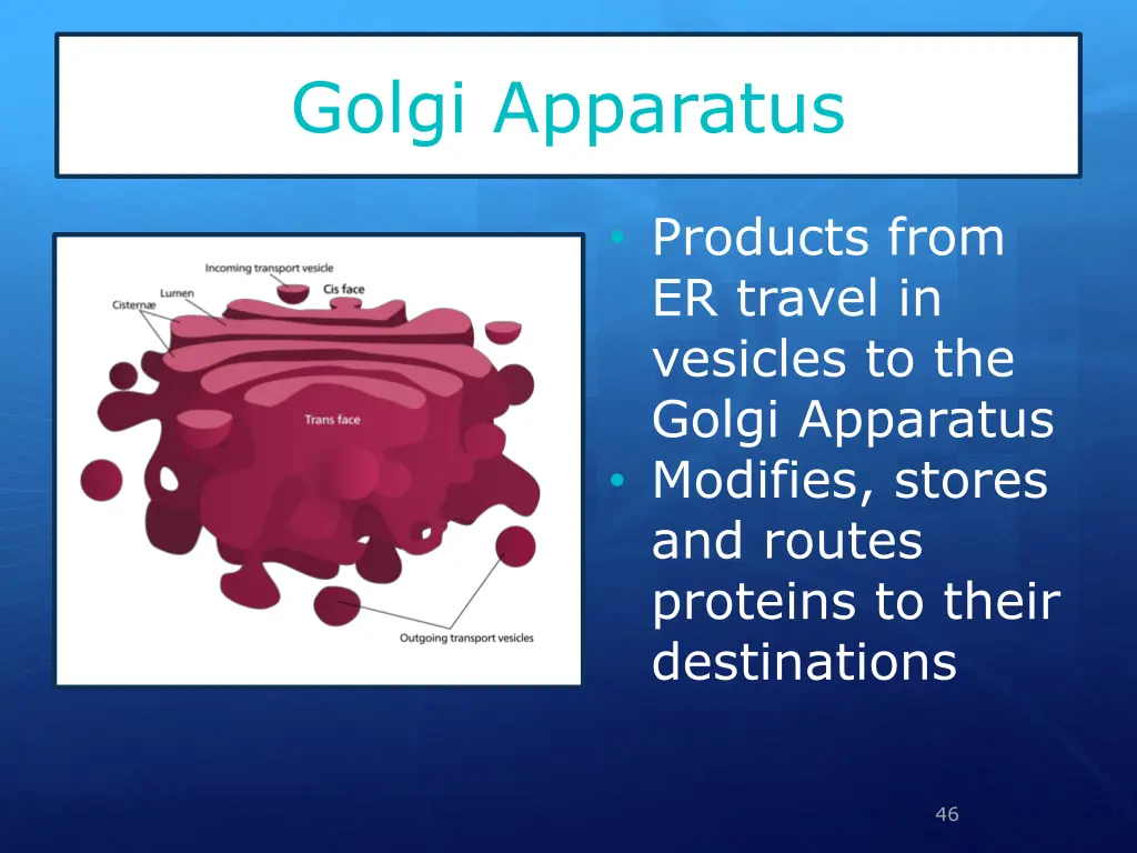 golgi apparatus