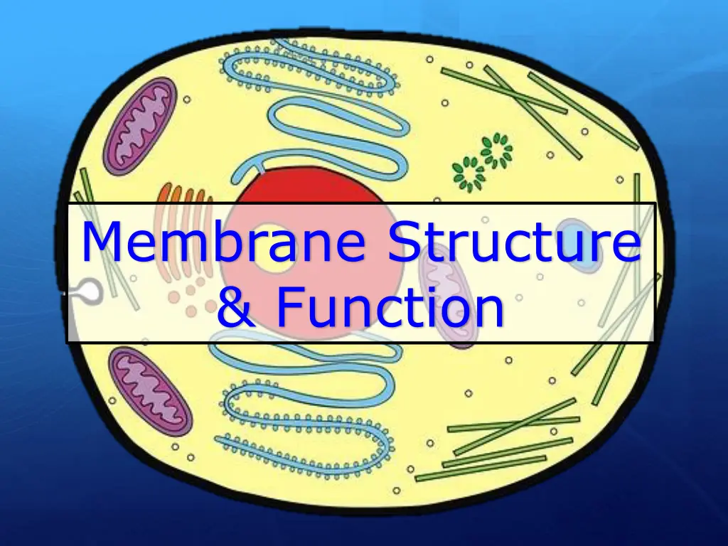 membrane structure function