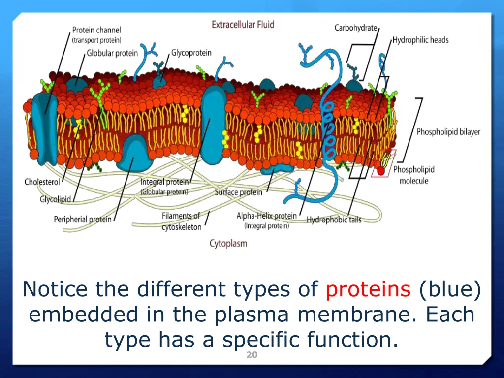 notice the different types of proteins blue