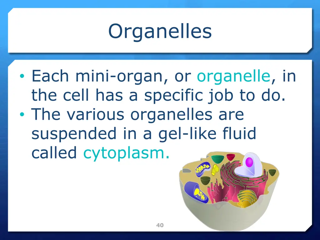 organelles 1