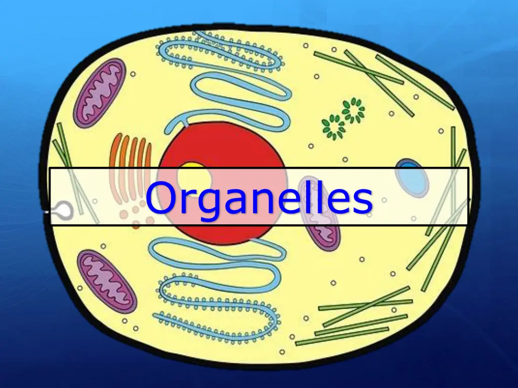 organelles