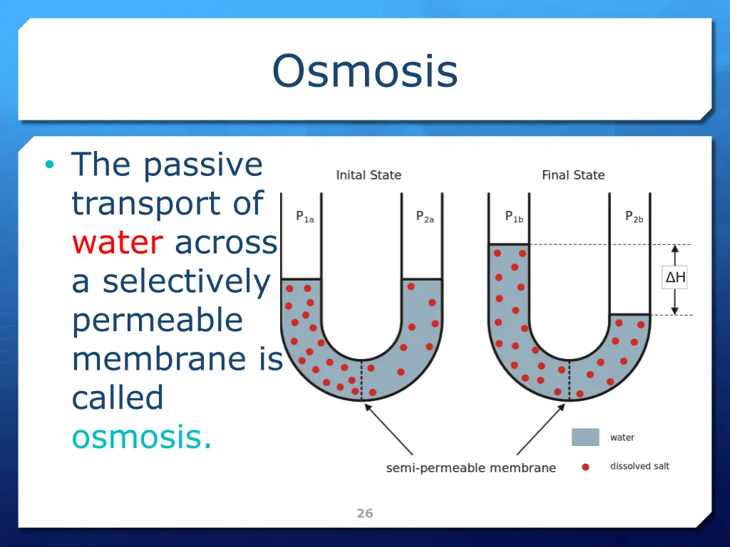 osmosis