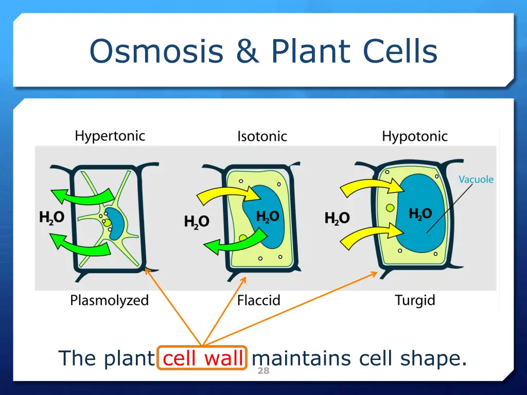 osmosis plant cells