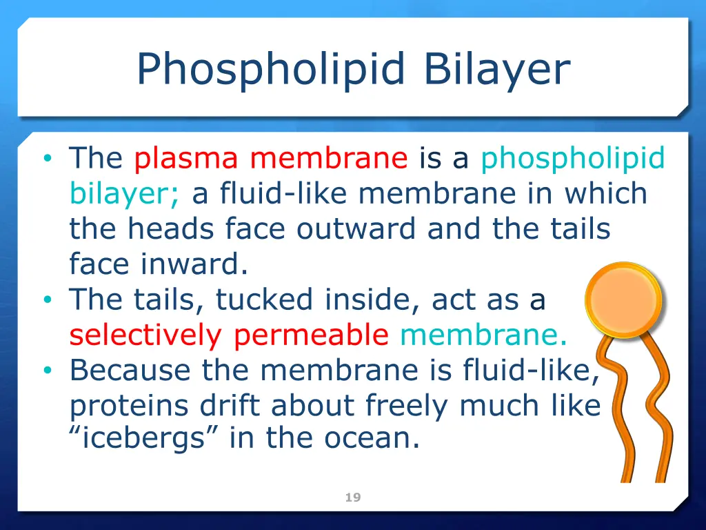 phospholipid bilayer