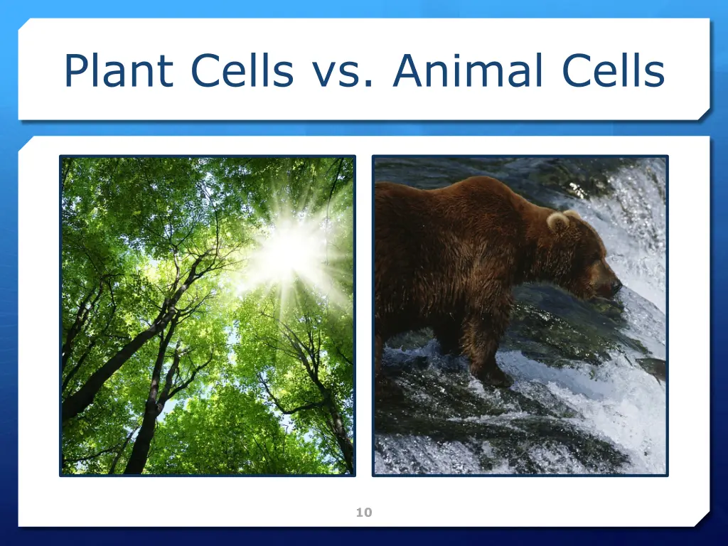 plant cells vs animal cells