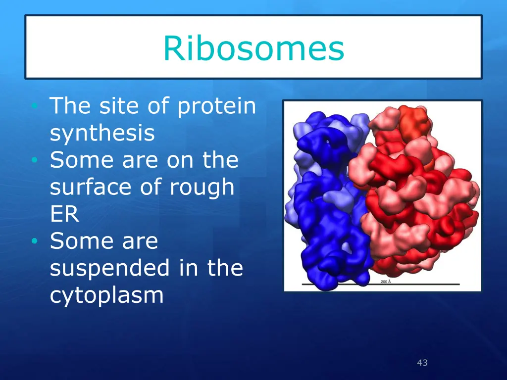 ribosomes