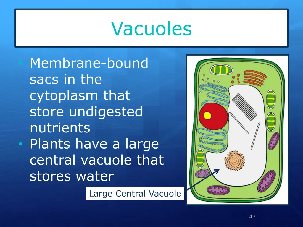 vacuoles